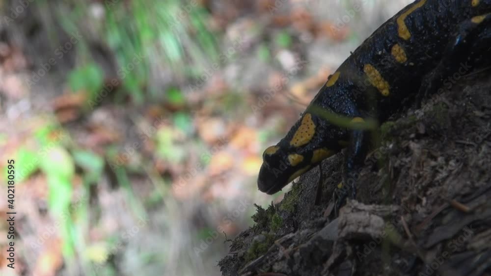 Yellow spotted salamander tries to hide in the forest among the branches and leaves Yellow spotted salamander tries to hide in the forest among the branches and leaves