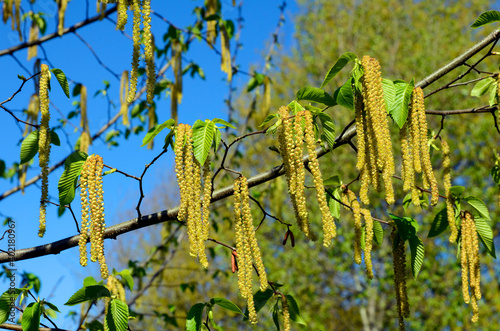 Flowers of Ostrya virginiana, a species native to North America and used in gardening as an ornamental photo