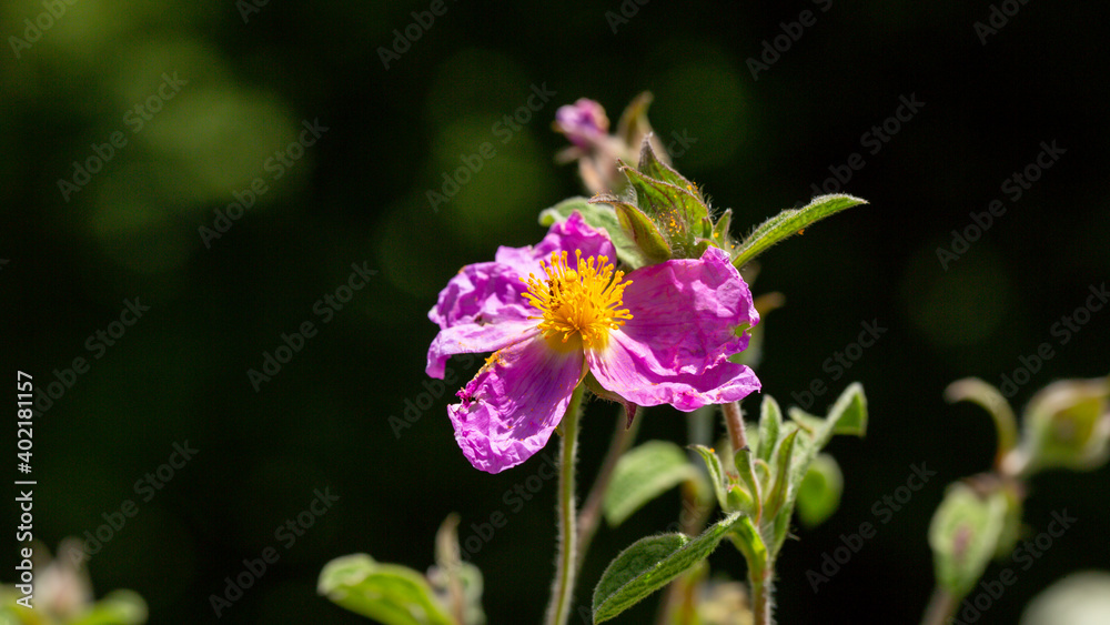 A close-up photo of purple Cretan Rock Roses which Latin name is Cistus creticus Linnaeus. Its original habitat is the Mediterranean region and Europe. A close-up photo of purple Cretan Rock Roses which Latin name is Cistus creticus Linnaeus. Its original habitat is the Mediterranean region and Europe.
