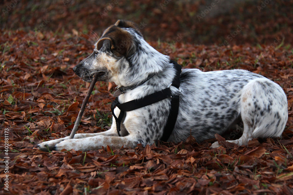 Dog with harness outdoors on a walk. Purchase a pet collar and harness for dogs Dog with harness outdoors on a walk. Purchase a pet collar and harness for dogs