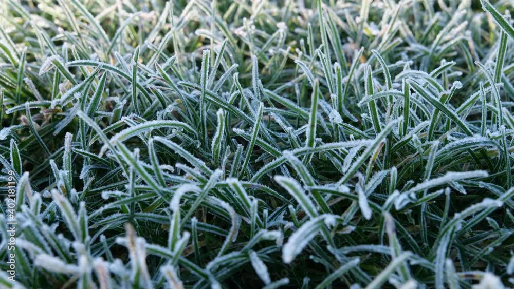 Time lapse video of morning frost on green grass thawing as the sun comes up