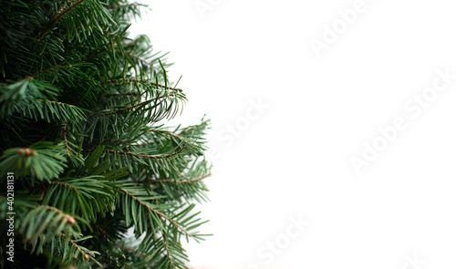 Green branches of a Christmas tree on a white background