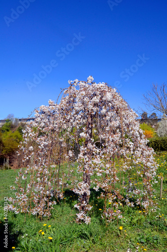 Prunus subhirtella 'Pendula...