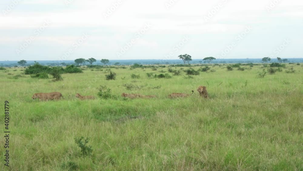 Family of lions (Panthera leo) walking through the grassland of Ishasha in Queen Elizabeth National park, Uganda Family of lions (Panthera leo) walking through the grassland of Ishasha in Queen Elizabeth National park, Uganda