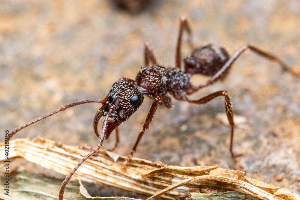 Ectatomma ants rain forest costa rica Ectatomma ants rain forest costa rica