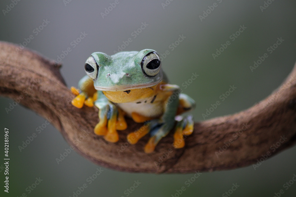 Naklejka premium Rhacophorus reinwardtii, flying tree frog on the branch