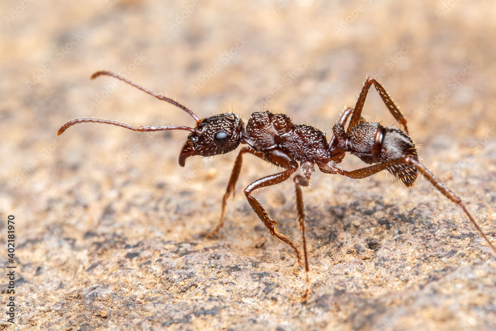 Ectatomma ants rain forest costa rica