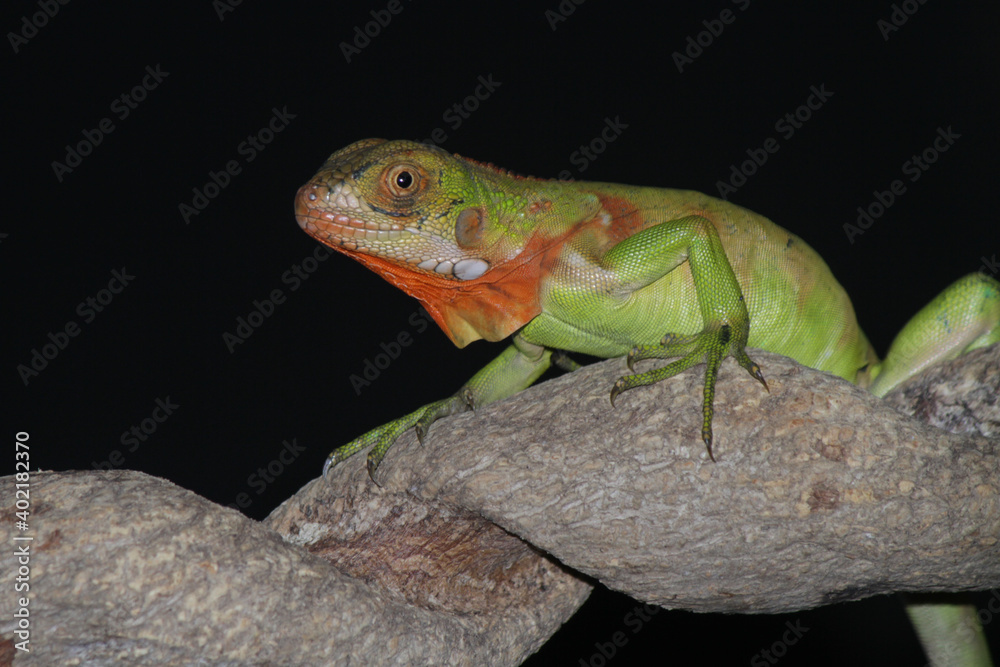 Fototapeta premium chameleon on a branch