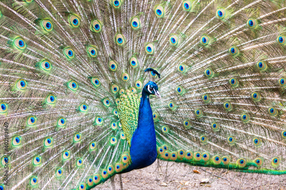 Naklejka premium Pfau