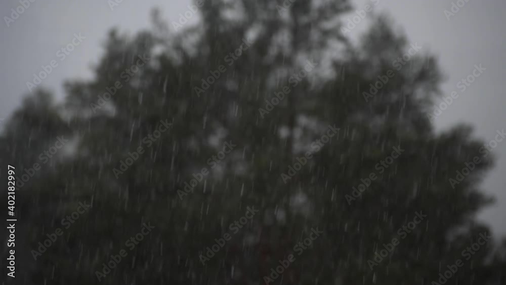 Snow falling in front of pine tree Snow falling in front of pine tree