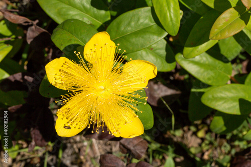 A close-up photo of tipton weeds of which Latin name is Hypericum calycinum. Its original habitat is the Mediterranean and it grows in that climate. This fascinating photo is from Turkey.  photo