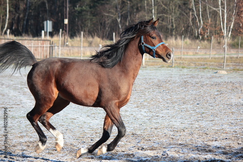 A brown horse running down the paddock in winter