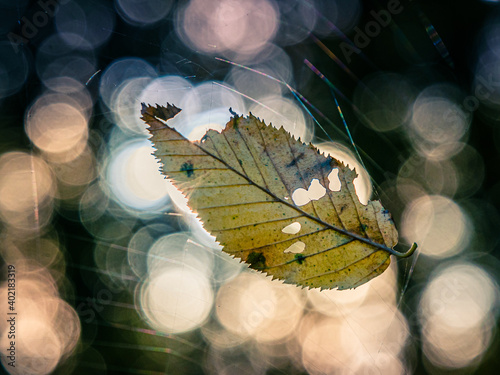 Feuille d'automne en suspension emprisonnée dans une toile araignée avec un sublime bokeh