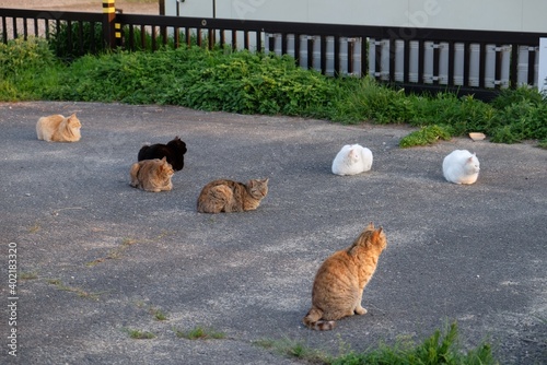 猫集会