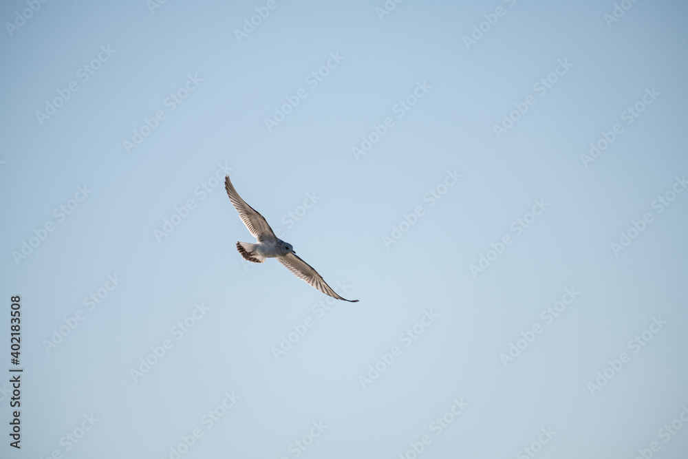 Obraz premium Seagull flies against the blue sky on a sunny autumn morning