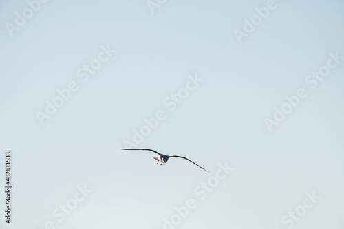 Seagull flies against the blue sky on a sunny autumn morning