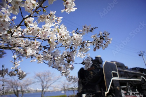 桜06 photo