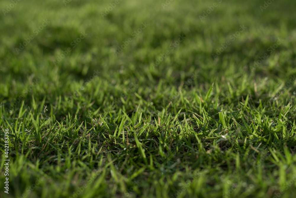 green grass background green grass background