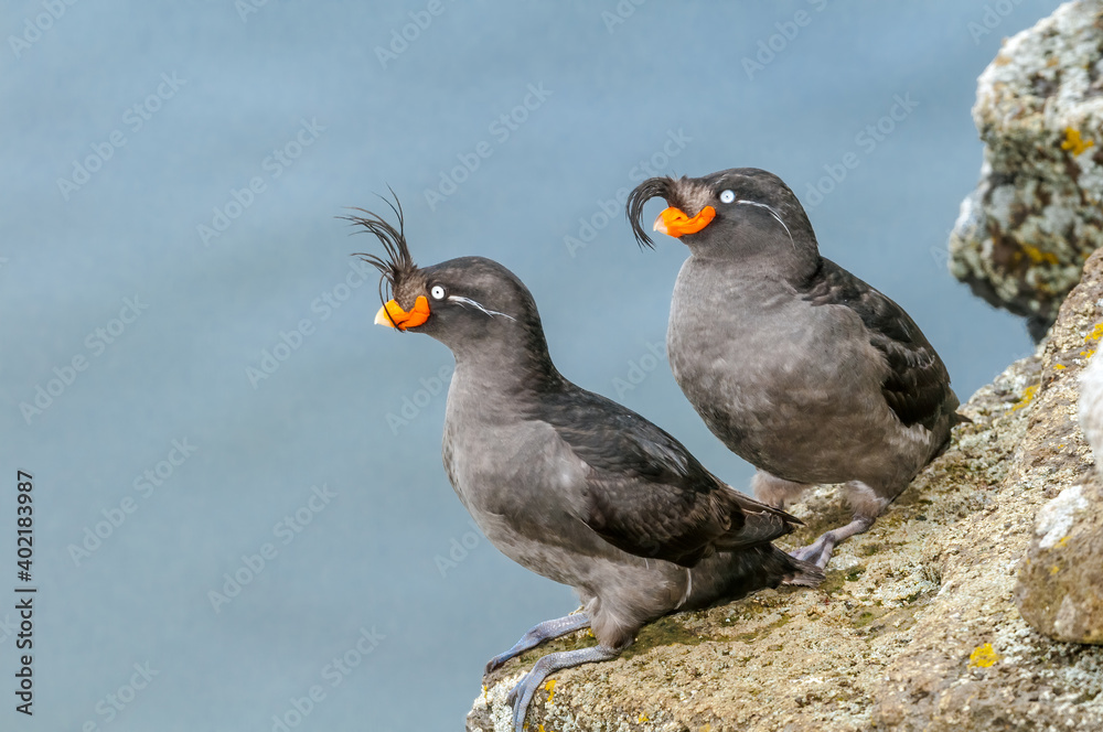 Crested Auklets (Aethia cristatella) at St. George Island, Pribilof Islands, Alaska, USA Crested Auklets (Aethia cristatella) at St. George Island, Pribilof Islands, Alaska, USA