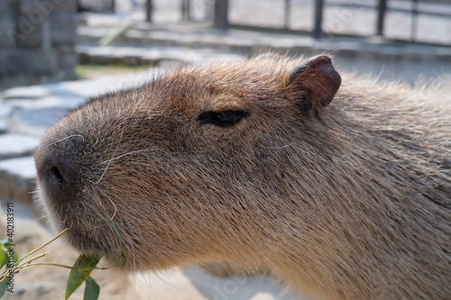 Wallpaper Mural カピバラ Torontodigital.ca