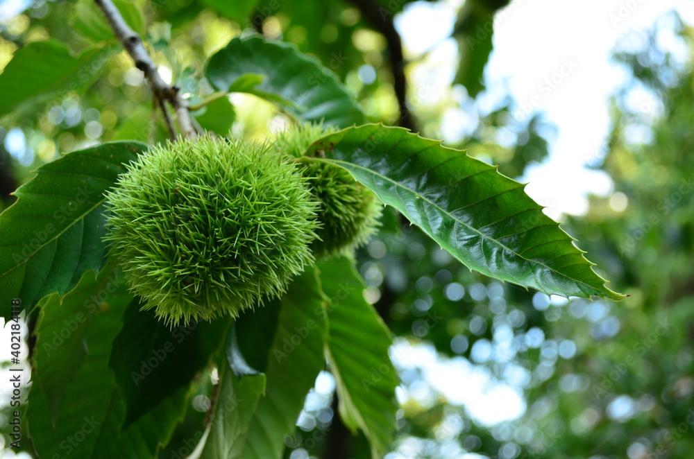 Chestnut Tree