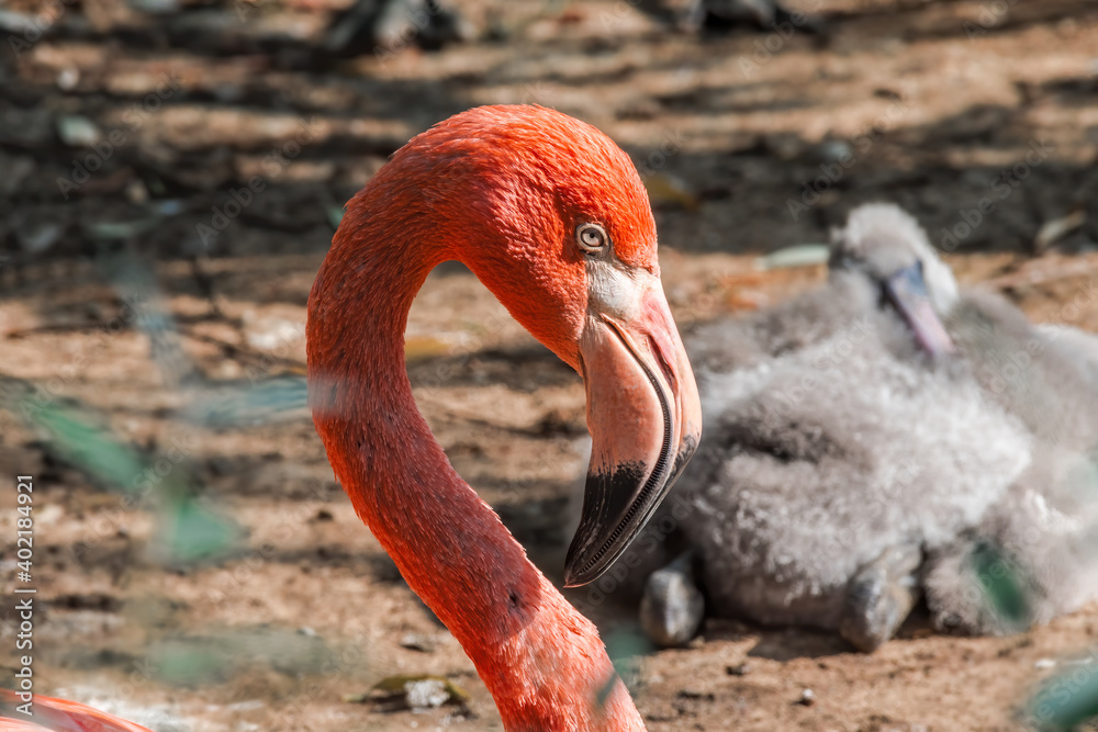 Fototapeta premium Caribbean Flamingo (Phoenicopterus ruber) on pond