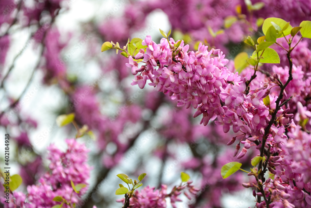 Cercis siliquastrum blooming tree. Pink flowers background. Judas tree branches in pink blossom. Beautiful summer nature.