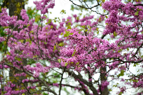Cercis siliquastrum blooming tree. Pink flowers background. Judas tree branches in pink blossom. Beautiful summer nature. © ADELART