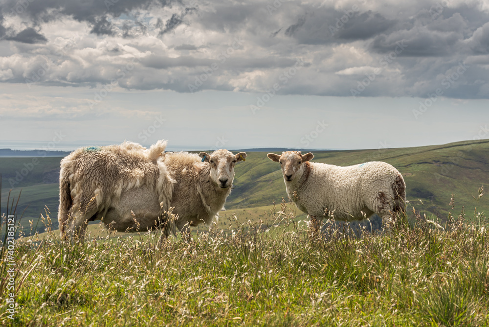 Obraz premium Sheep grazing in the hills of south Wales