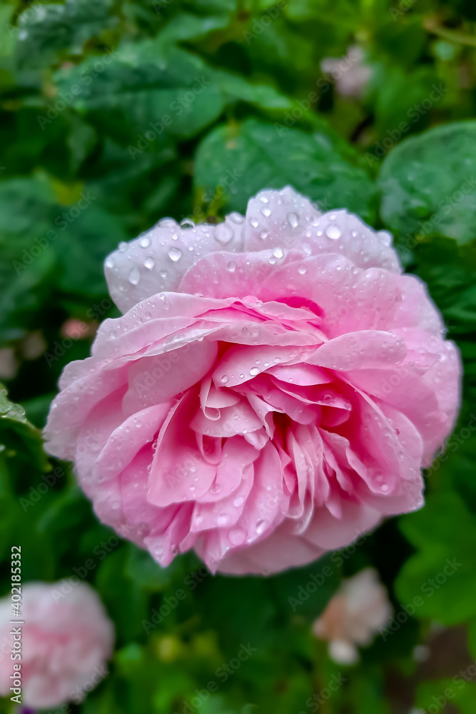 Obraz premium Pink rose in the garden after rain in spring or summer.