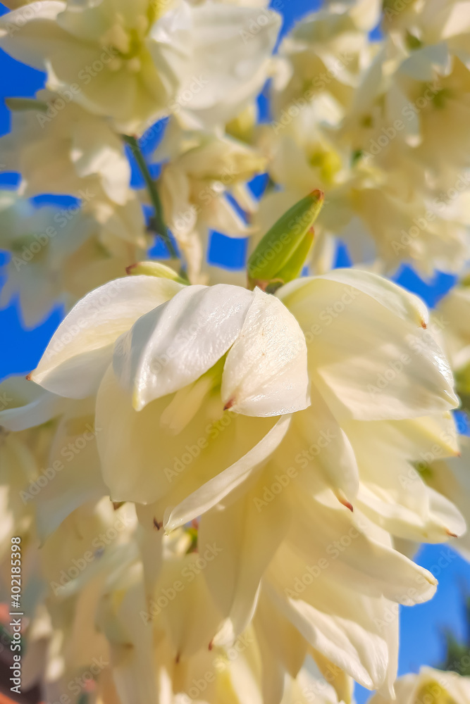 Bottom view of white flowers against a blue sky. Bottom view of white flowers against a blue sky.