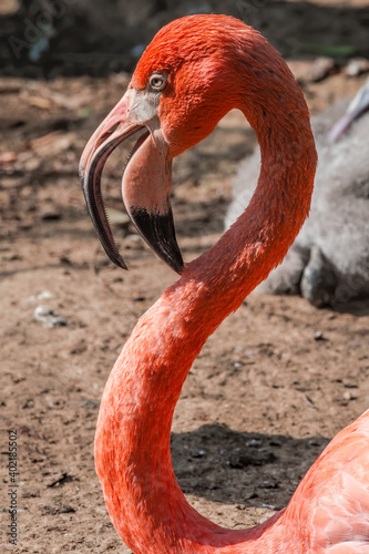 Caribbean Flamingo (Phoenicopterus ruber) on pond