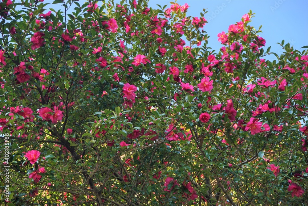 Japanese Camellia, beautiful pink flowers in the garden - 赤い椿の花