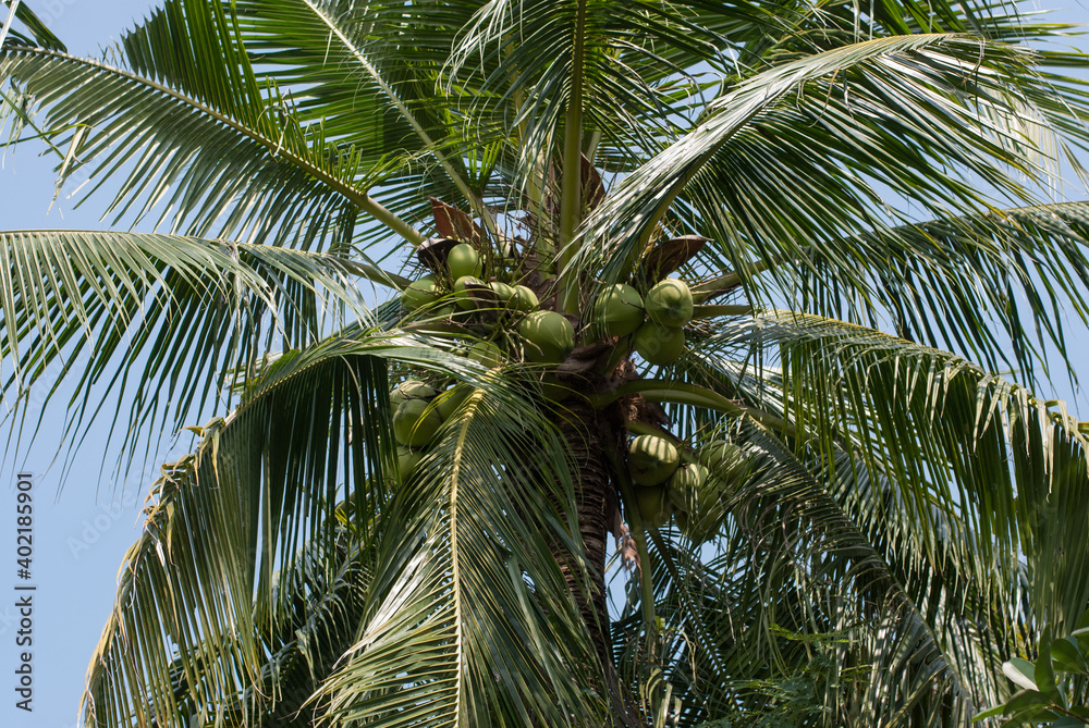 Fototapeta premium coconut palm tree