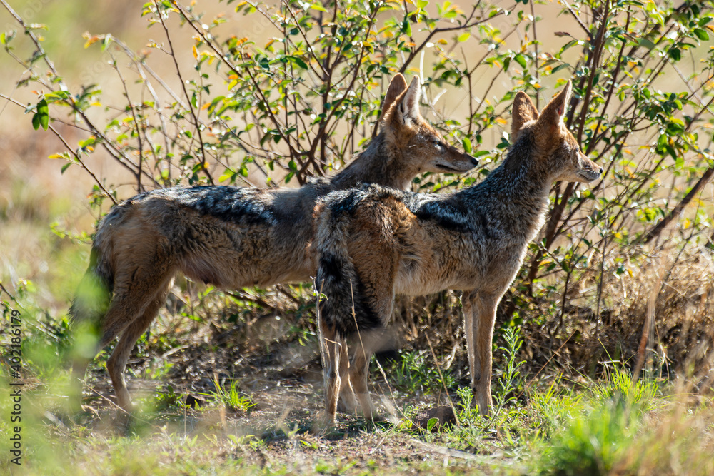 Chacal à chabraque, Canis mesomelas, Afrique Chacal à chabraque, Canis mesomelas, Afrique