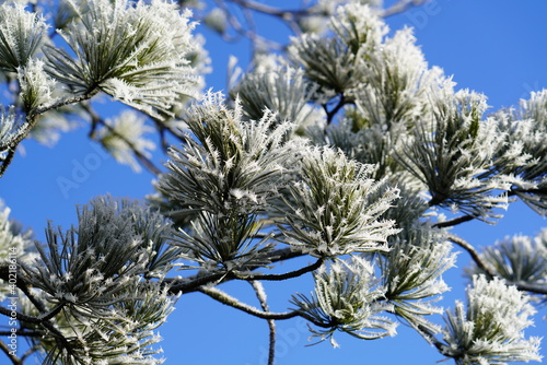 swiss stone pine or arolla with hoar frost on needles on a frosty and sunny morning