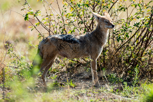 Chacal à chabraque, Canis mesomelas, Afrique