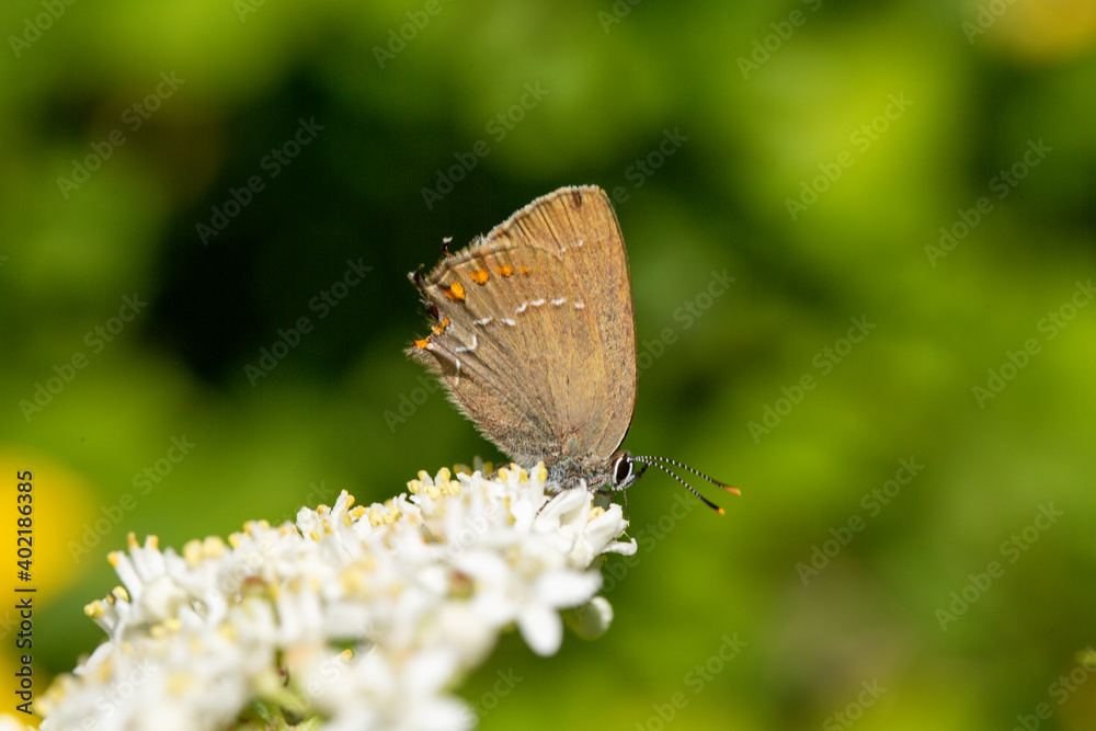 Fototapeta premium A close up photo of a brown coloured, mottled butterfly on a flower in front of a green background.