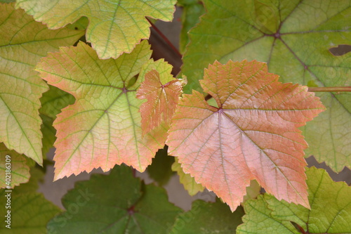 Grapes leaves in the garden. Fresh young grape vine branches with pink leaves. Summer nature background.