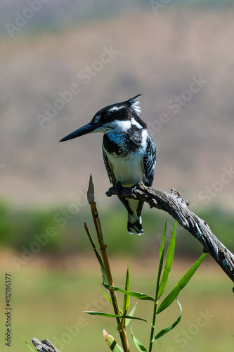Fotografie Ibis sacré,.Threskiornis aethiopicus, African Sacred Ibis