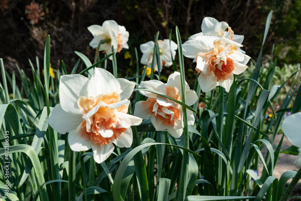 White salmon orange double flowered Daffodil. White salmon orange double flowered Daffodil.