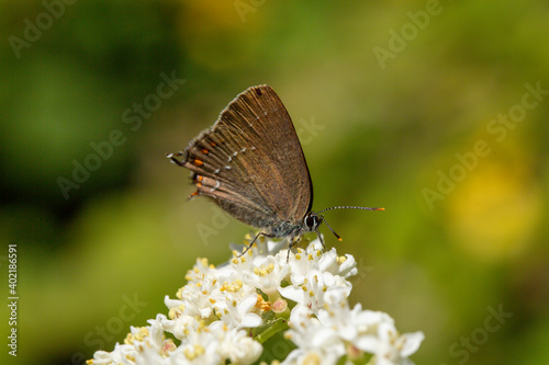 A close up photo of a brown coloured, mottled butterfly on a flower in front of a green background. © photograzon