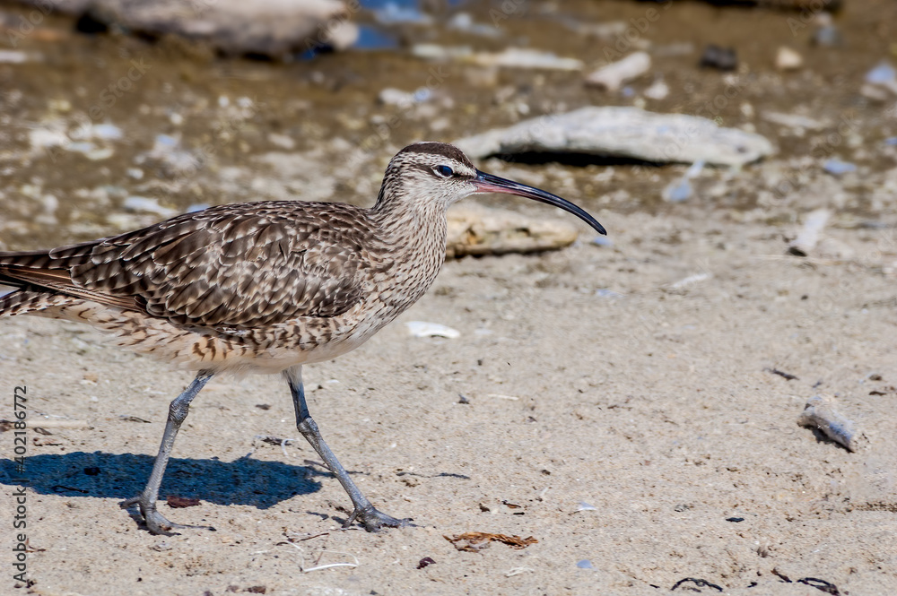 Whimbrel (Numenius phaeopus) in Malibu Lagoon, California, USA Whimbrel (Numenius phaeopus) in Malibu Lagoon, California, USA