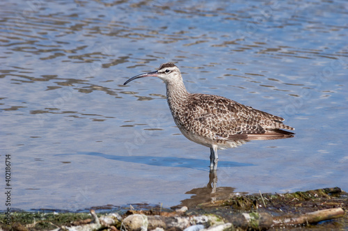 Whimbrel (Numenius phaeopus) in Malibu Lagoon, California, USA photo