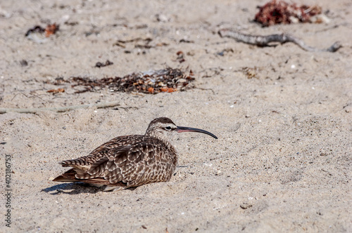 Whimbrel  Numenius phaeopus  in Malibu Lagoon  California  USA