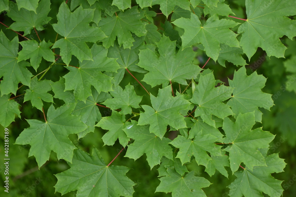 Maple tree foliage. Fresh green maple leaves. Park or forest nature background. Maple tree foliage. Fresh green maple leaves. Park or forest nature background.