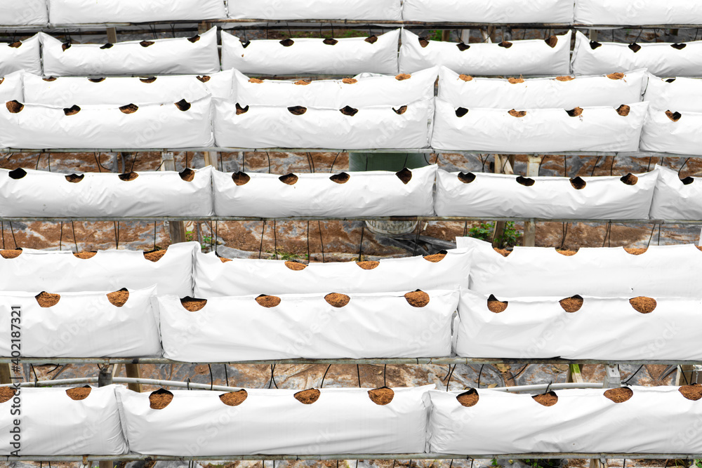 Fototapeta premium Modern industrial plant growing farm. Greenhouse with automatic irrigation. Preparing for planting