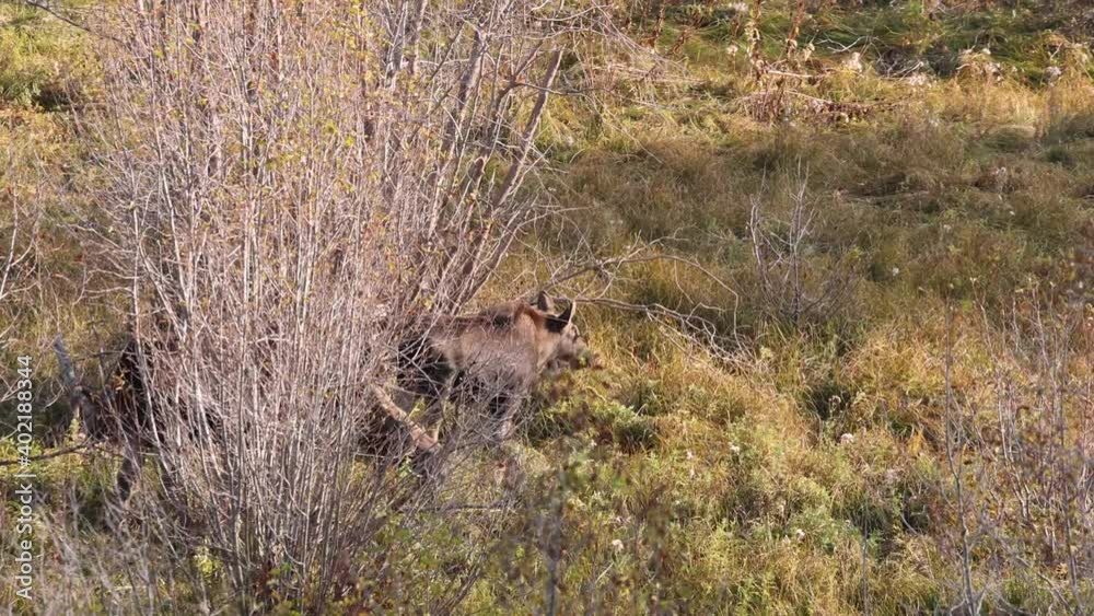 Young Moose Eats In Open Field Young Moose Eats In Open Field