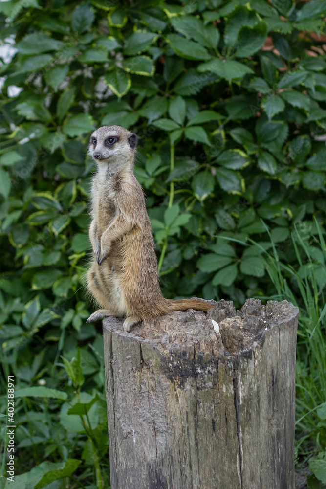 Fototapeta premium surakat a marmot stands on a stump