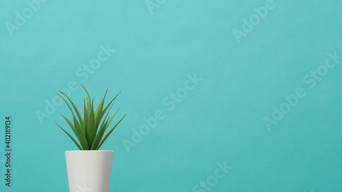 Artificial cactus plants or plastic or fake tree on blue and green or Turquoise background.it is isolated